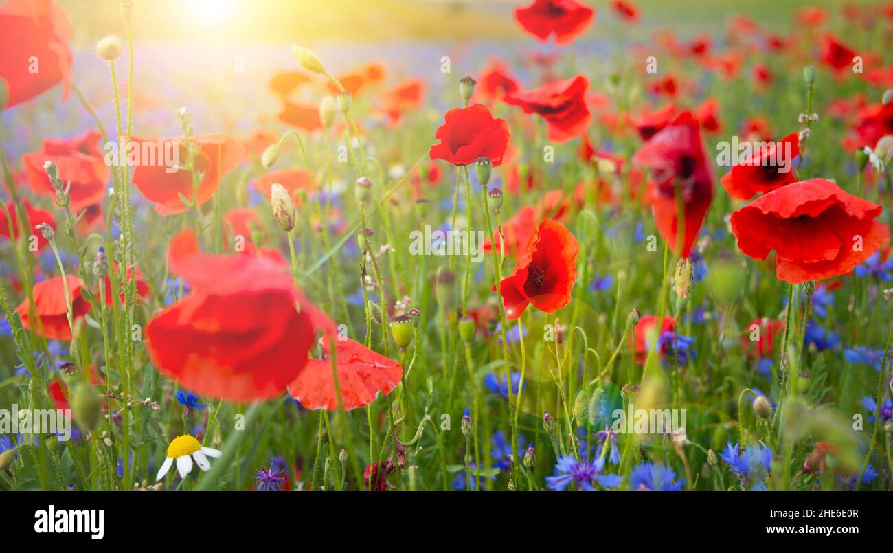 Beautiful bright wild flowers in summer meadow Stock Photo - Alamy