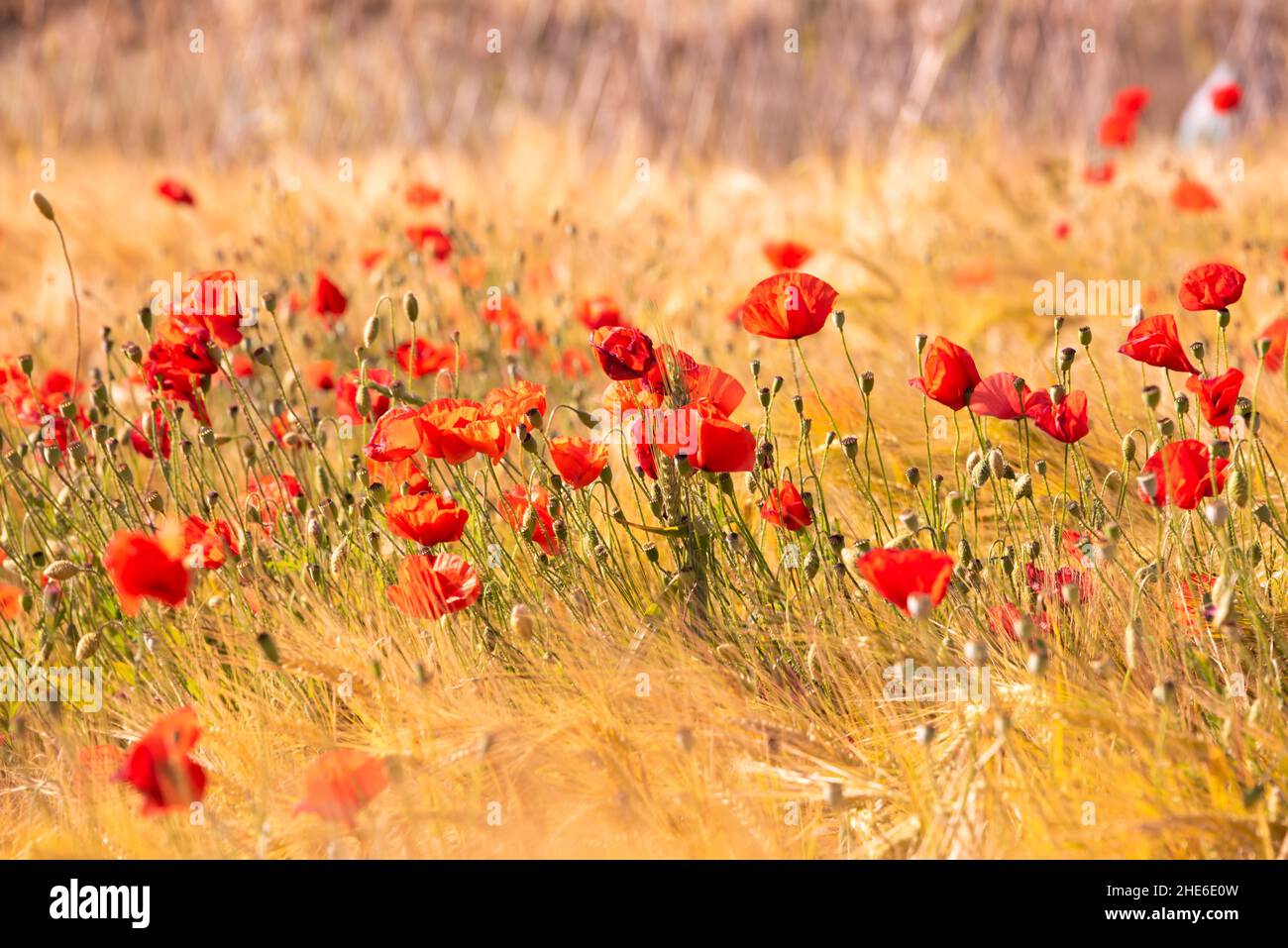 Beautiful bright wild flowers in summer meadow Stock Photo - Alamy