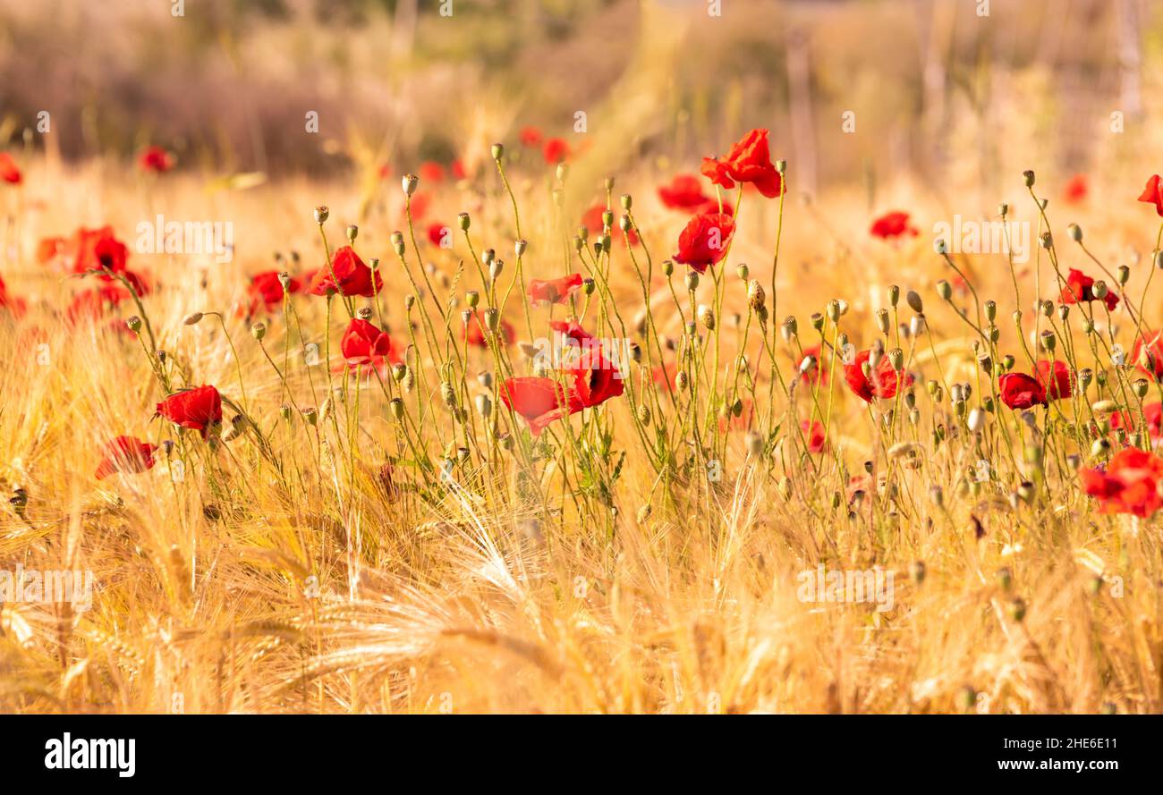 Beautiful bright wild flowers in summer meadow Stock Photo - Alamy