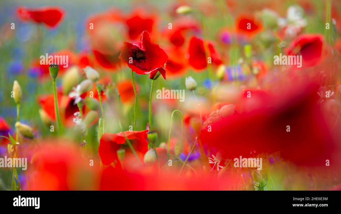 Beautiful bright wild flowers in summer meadow Stock Photo - Alamy