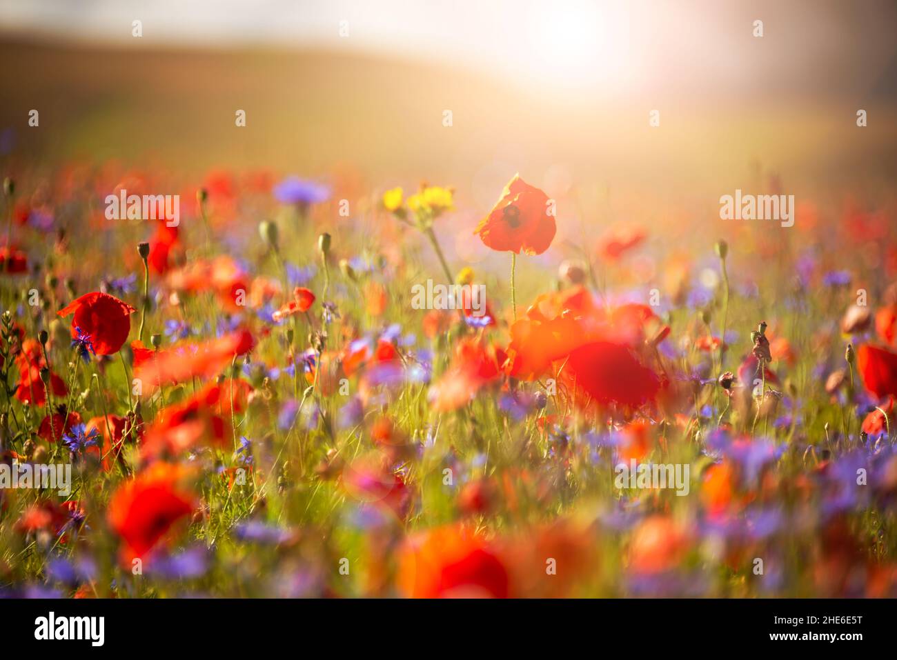 Beautiful bright wild flowers in summer meadow Stock Photo - Alamy