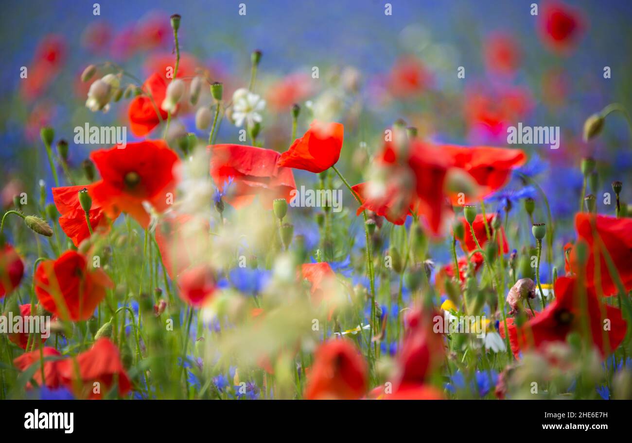 Beautiful bright wild flowers in summer meadow Stock Photo - Alamy