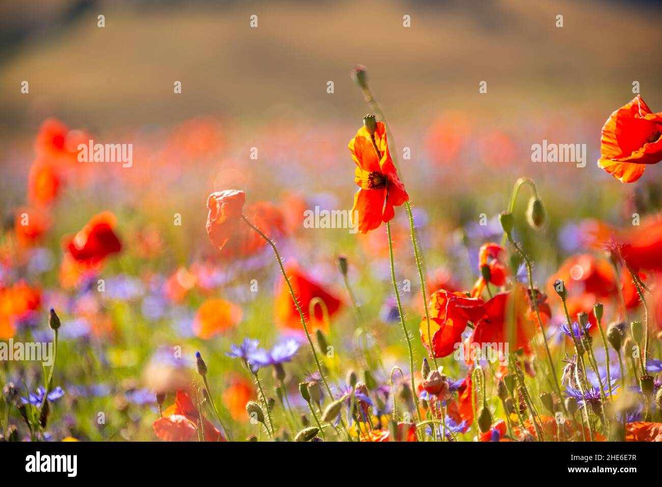 Beautiful bright wild flowers in summer meadow Stock Photo - Alamy