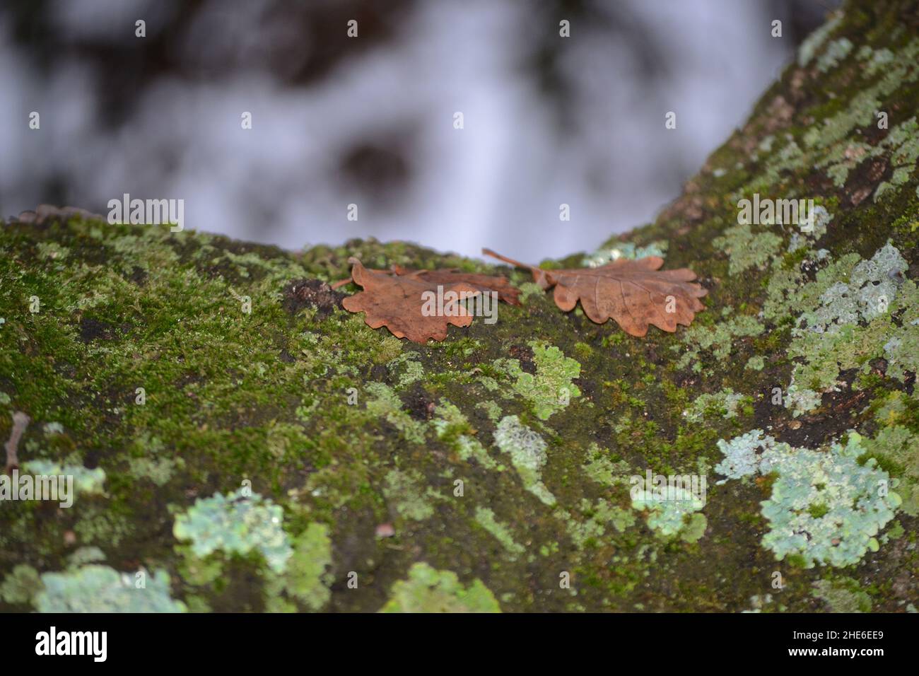 fallen oak leaves on the tree trunk Stock Photo