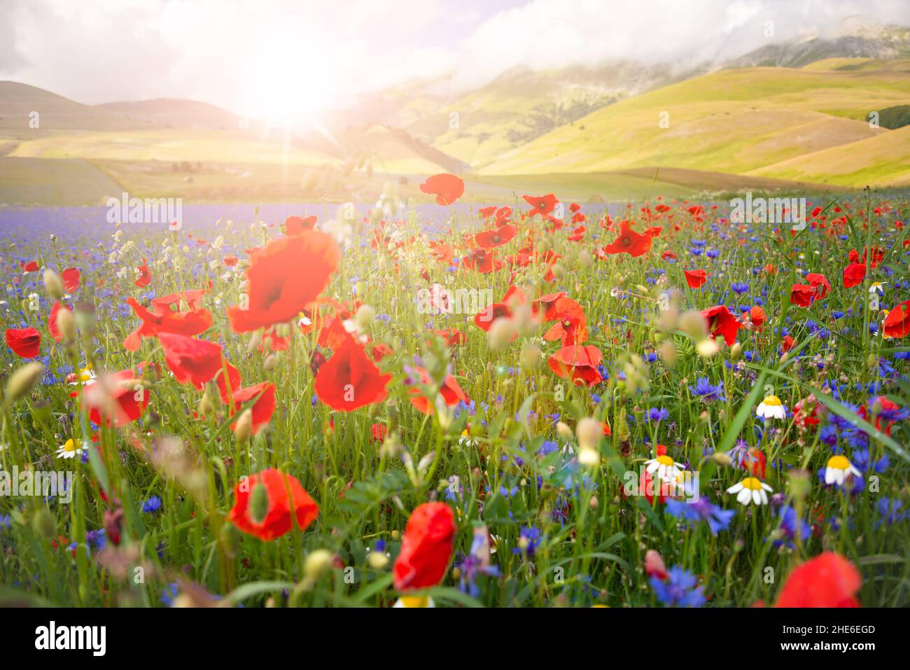 Beautiful bright wild flowers in summer meadow Stock Photo - Alamy