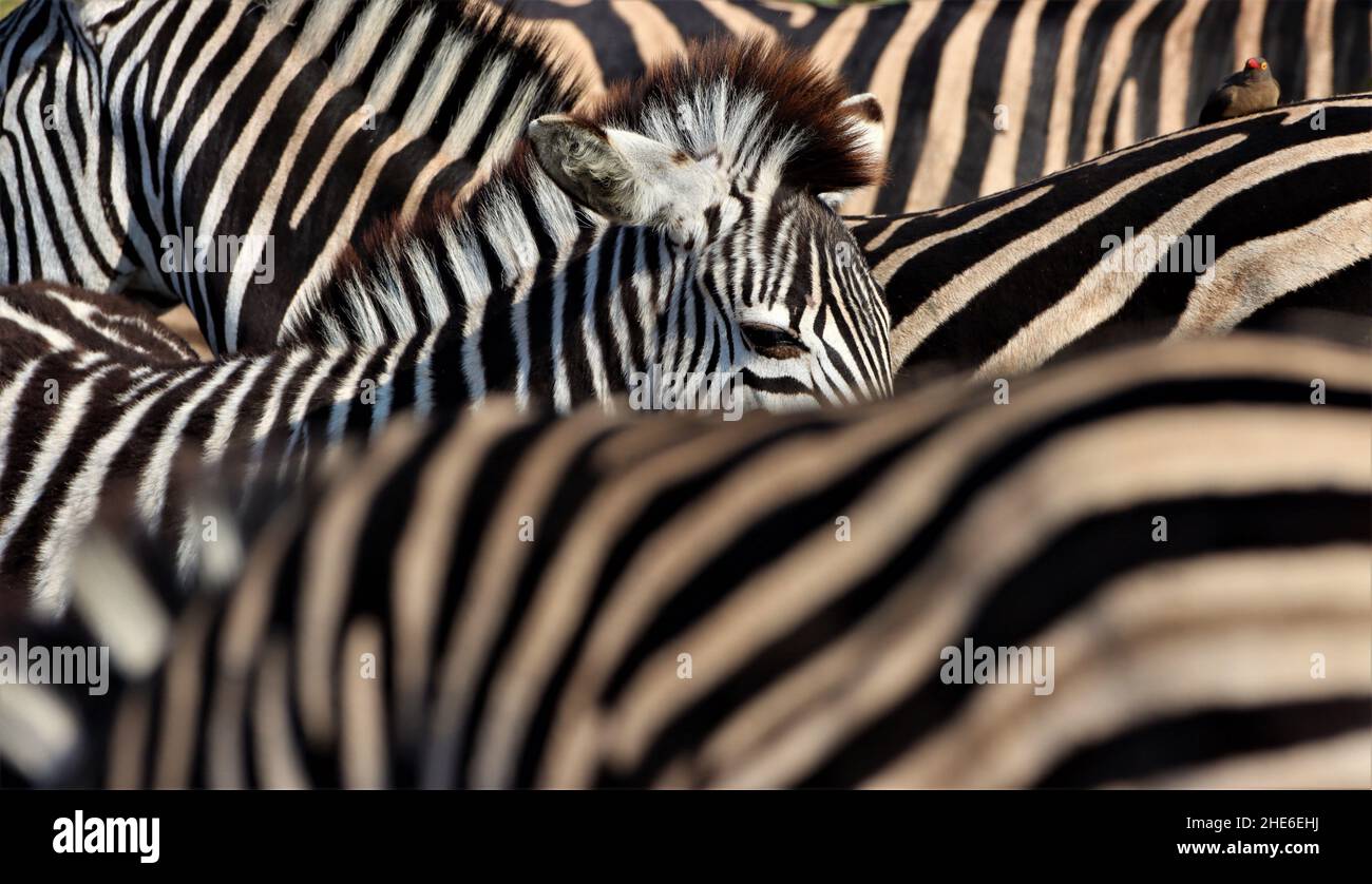 Zebra. Compare Patterns Zebra patterns in nature hi-res stock photography and images - Alamy