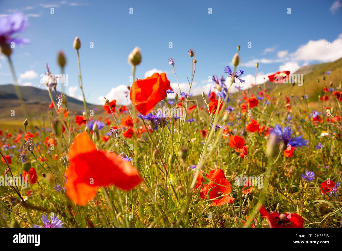Beautiful bright wild flowers in summer meadow Stock Photo - Alamy