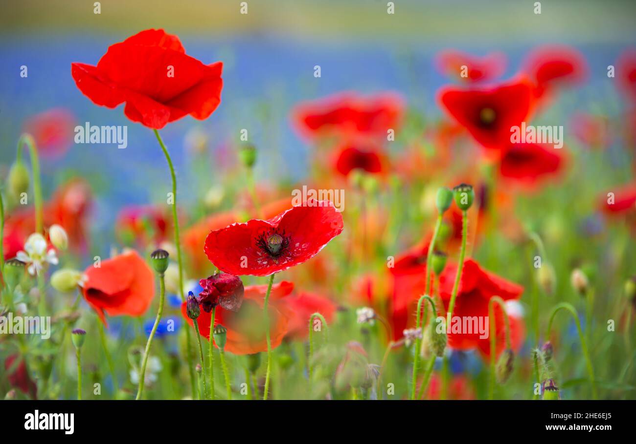 Beautiful bright wild flowers in summer meadow Stock Photo - Alamy