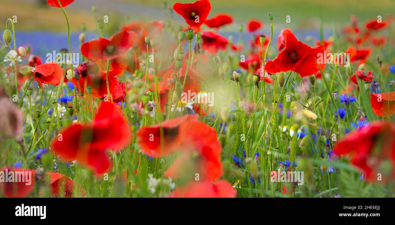 Beautiful bright wild flowers in summer meadow Stock Photo - Alamy