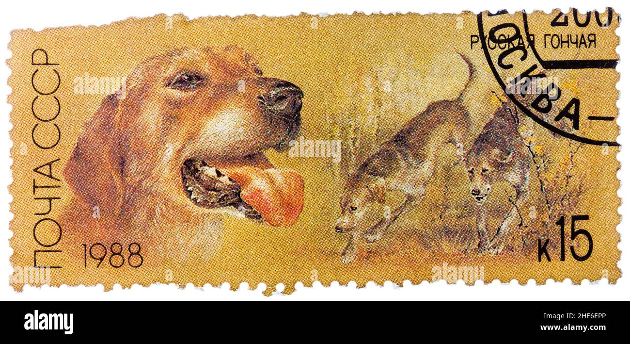 Stamp printed in USSR, shows Russian retrievers, series Hunting dogs Stock Photo