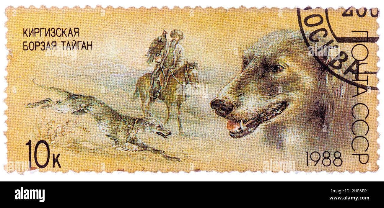 Stamp printed in USSR, shows Kirghiz greyhound, falconry, series Hunting dogs Stock Photo