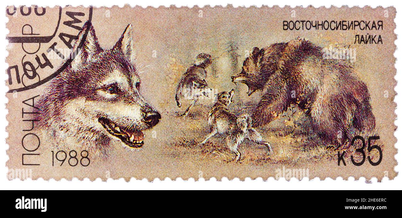 USSR - CIRCA 1988: A stamp printed in USSR, shows East Siberian husky, bear hunt, series Hunting dogs, circa 1988 Stock Photo
