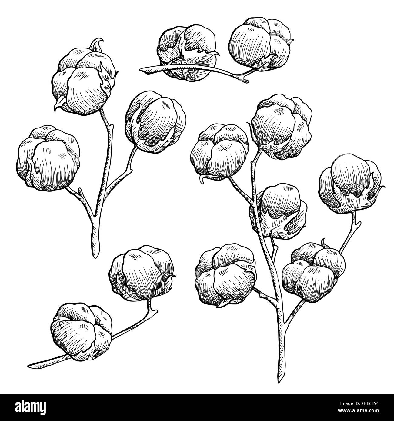 Cotton plant graphic black white isolated sketch illustration vector Stock Vector