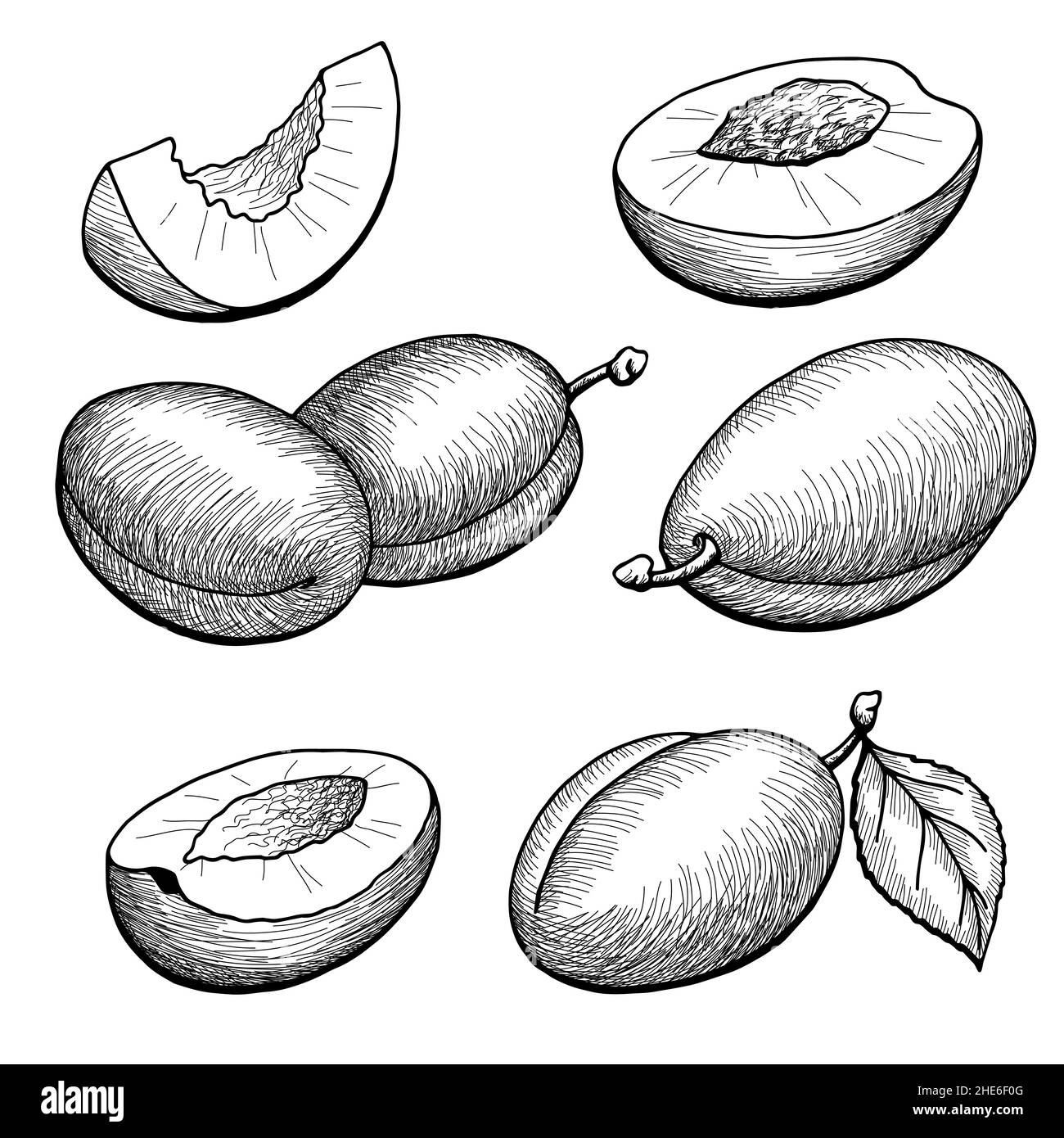 Plums graphic black white isolated sketch illustration vector Stock
