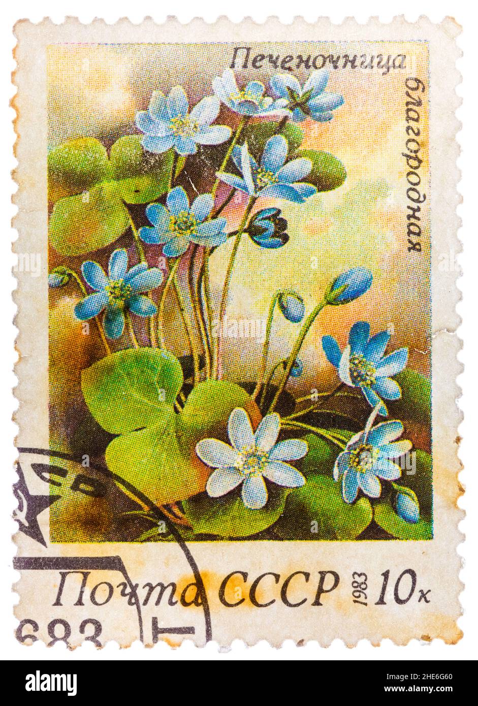 Stamp printed in USSR (CCCP, soviet union) shows anemone hepatica (liverwort, kidneywort or pennywort) Stock Photo