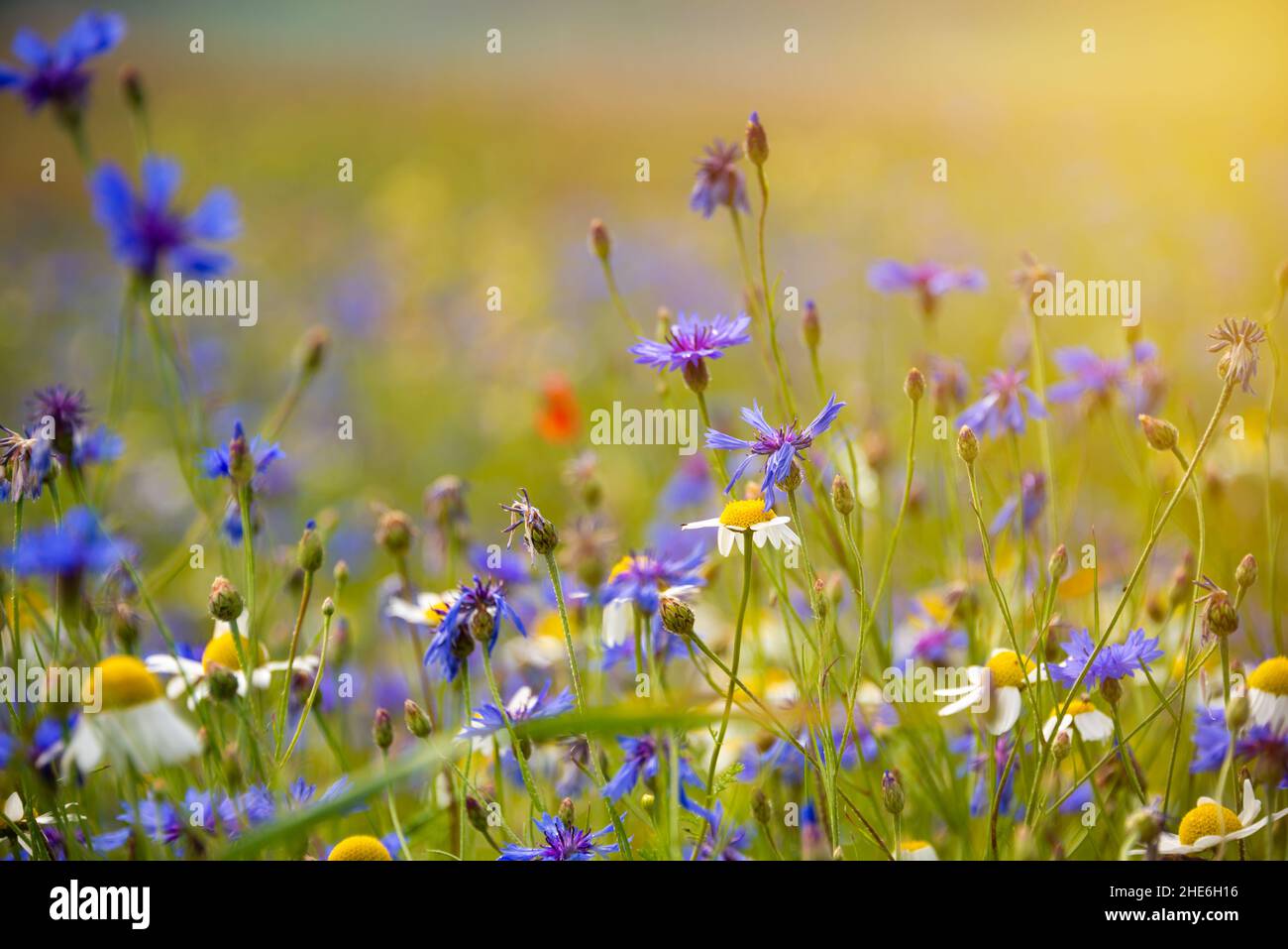Beautiful bright wild flowers in summer meadow Stock Photo - Alamy