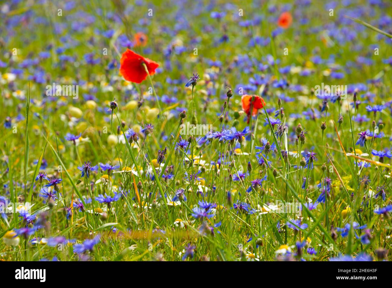 Beautiful bright wild flowers in summer meadow Stock Photo - Alamy