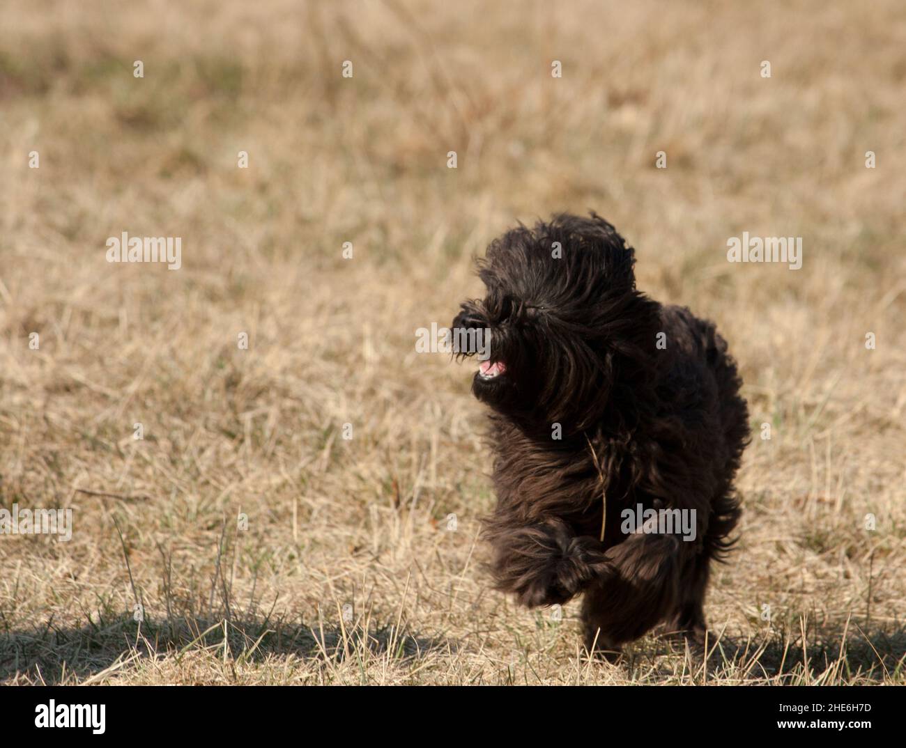 A Black miniature Poodle running in the sun Stock Photo