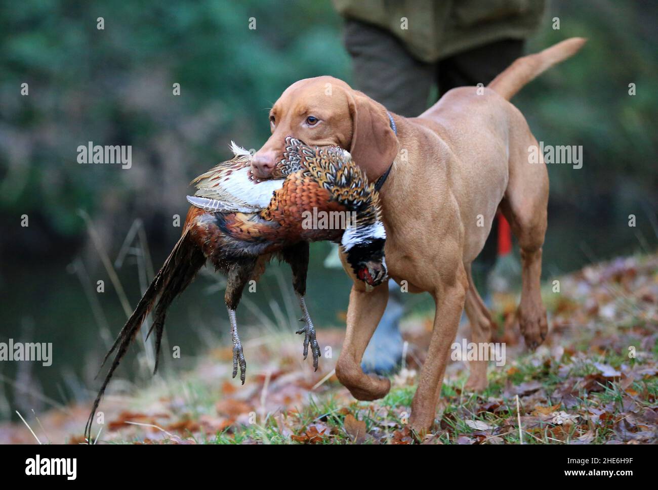 A young Vizsla Gun-dog retrieving a recently shot pheasant, in an autumnn scene in Northumberland, England Stock Photo