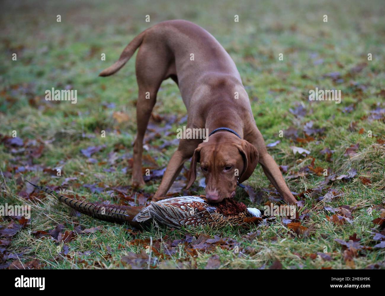 A young Vizsla Gun-dog retrieving a recently shot pheasant, in an autumnn scene in Northumberland, England Stock Photo