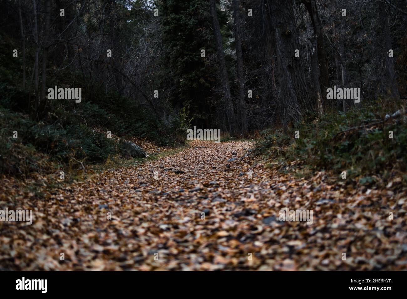 Pathway covered with leaves leading into the woods Stock Photo - Alamy