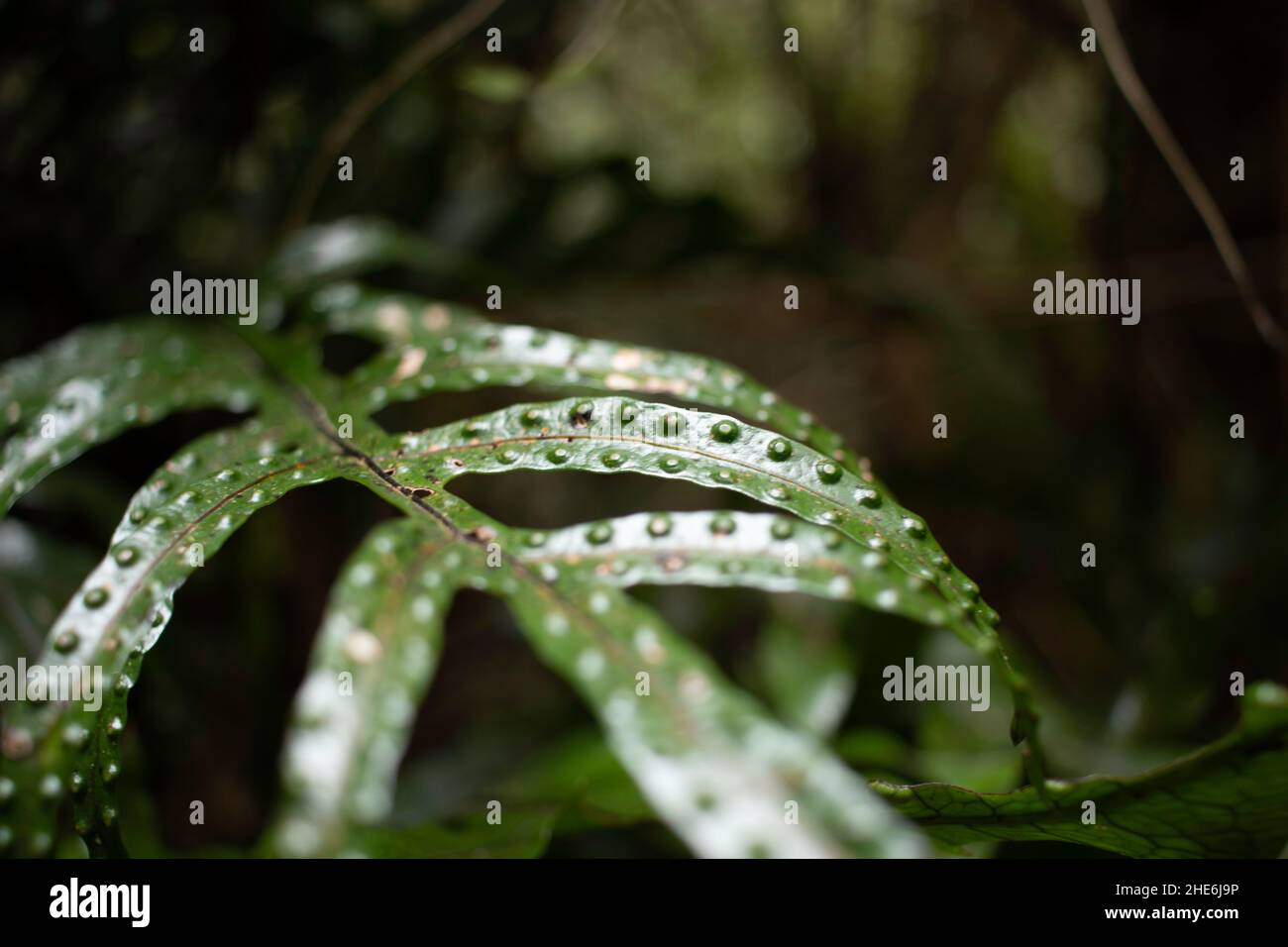 Close-up shot of a green Cryptocoryne plant on a dark and blurred background Stock Photo