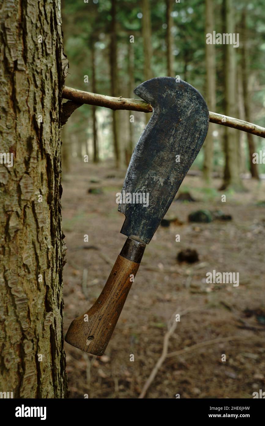 A close up of a Billhook in a forest setting. Stock Photo