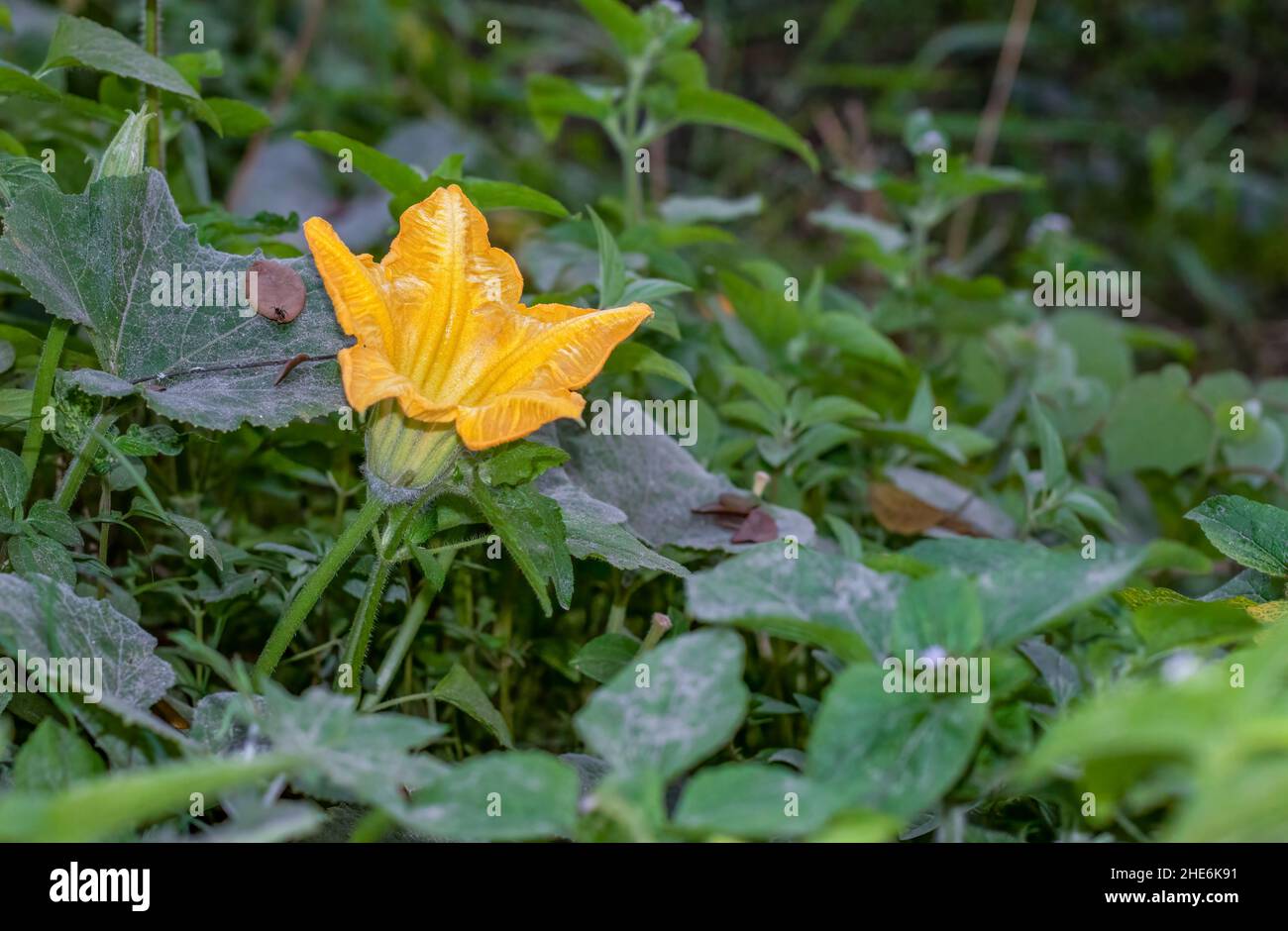 A fully bloomed male pumpkin flower in the jungle Stock Photo Alamy