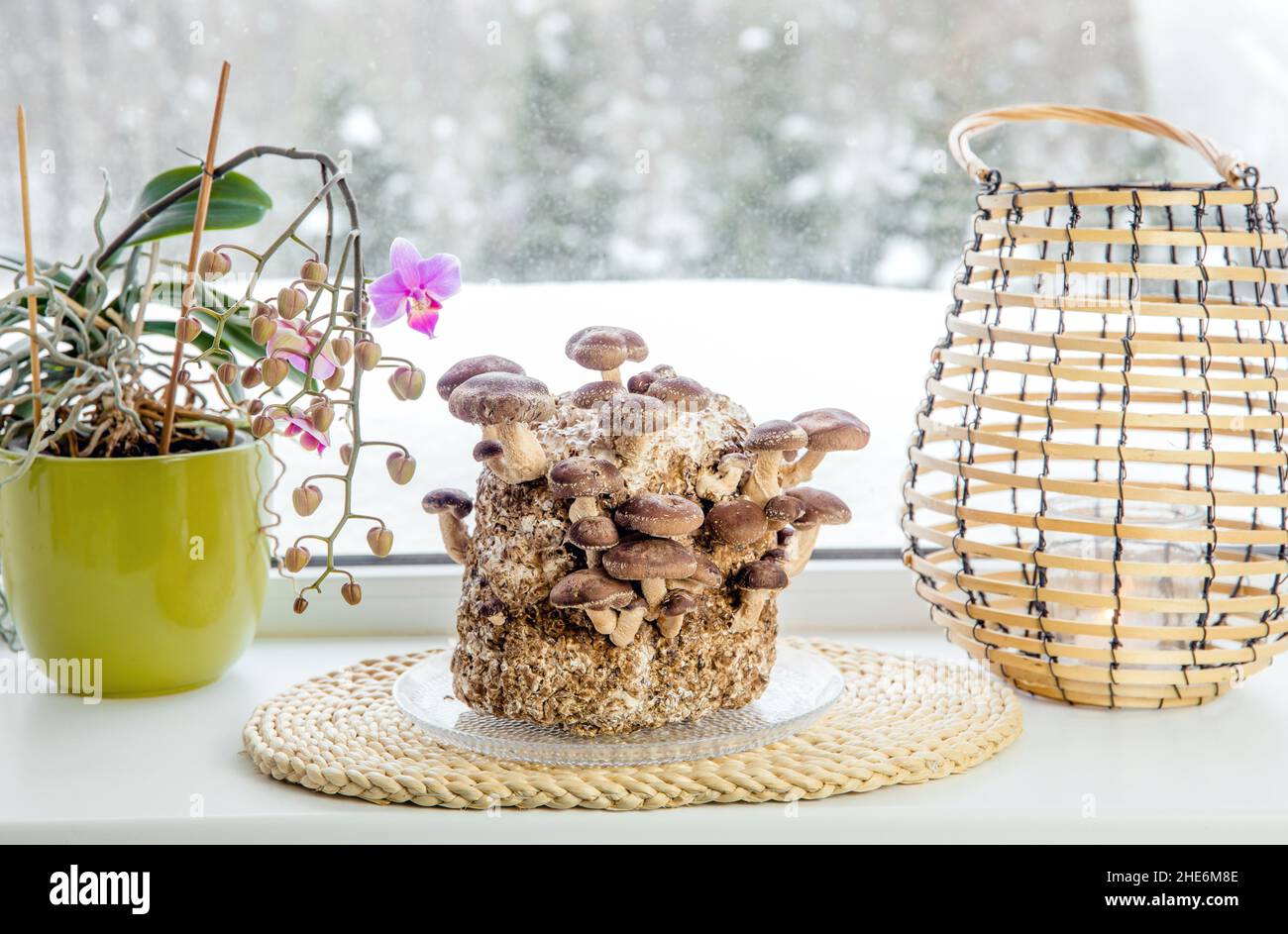 Shiitake mushrooms, Lentinula edodes growing kit in home kitchen on