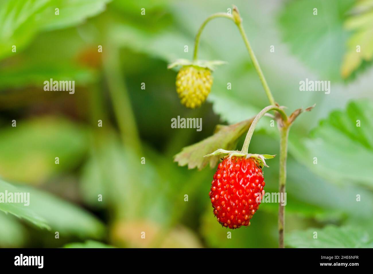 Dvě lesní jahody, zelená nezralá a červená která už uzrála Stock Photo