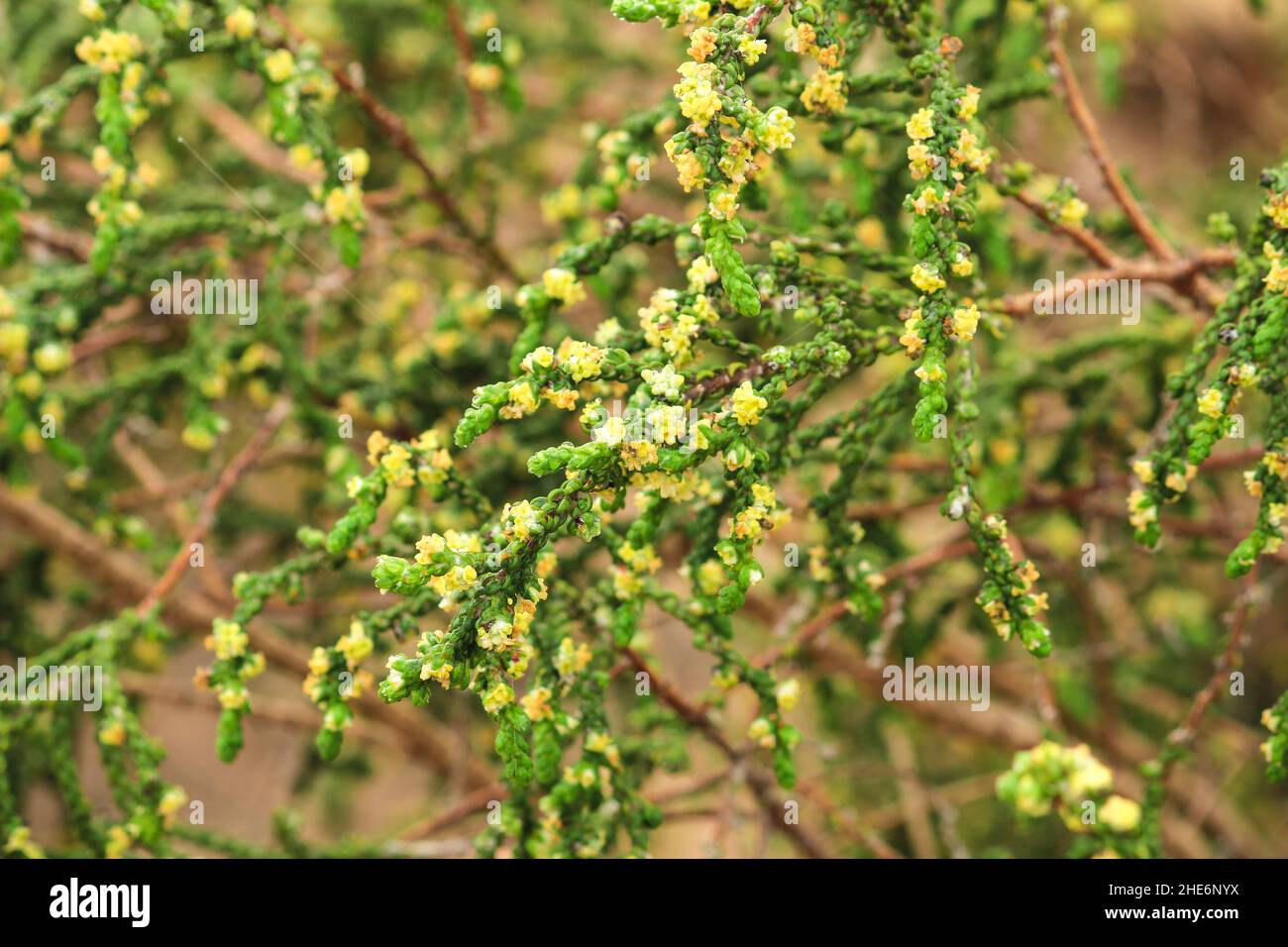 Thymelaea Hirsuta mediterranean plant in the mountain in Spain Stock Photo