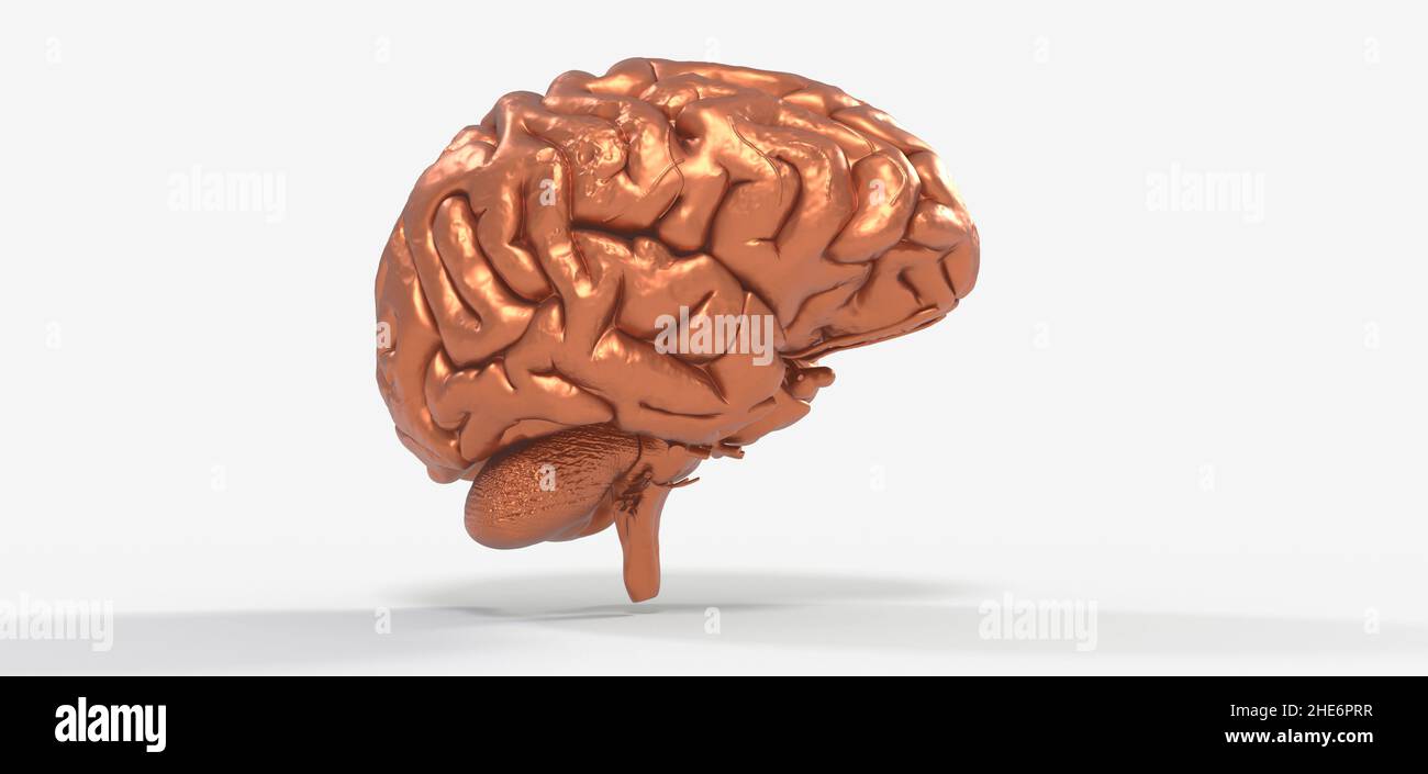 A 3d rendering of the human brain in an anatomical model on a white ...