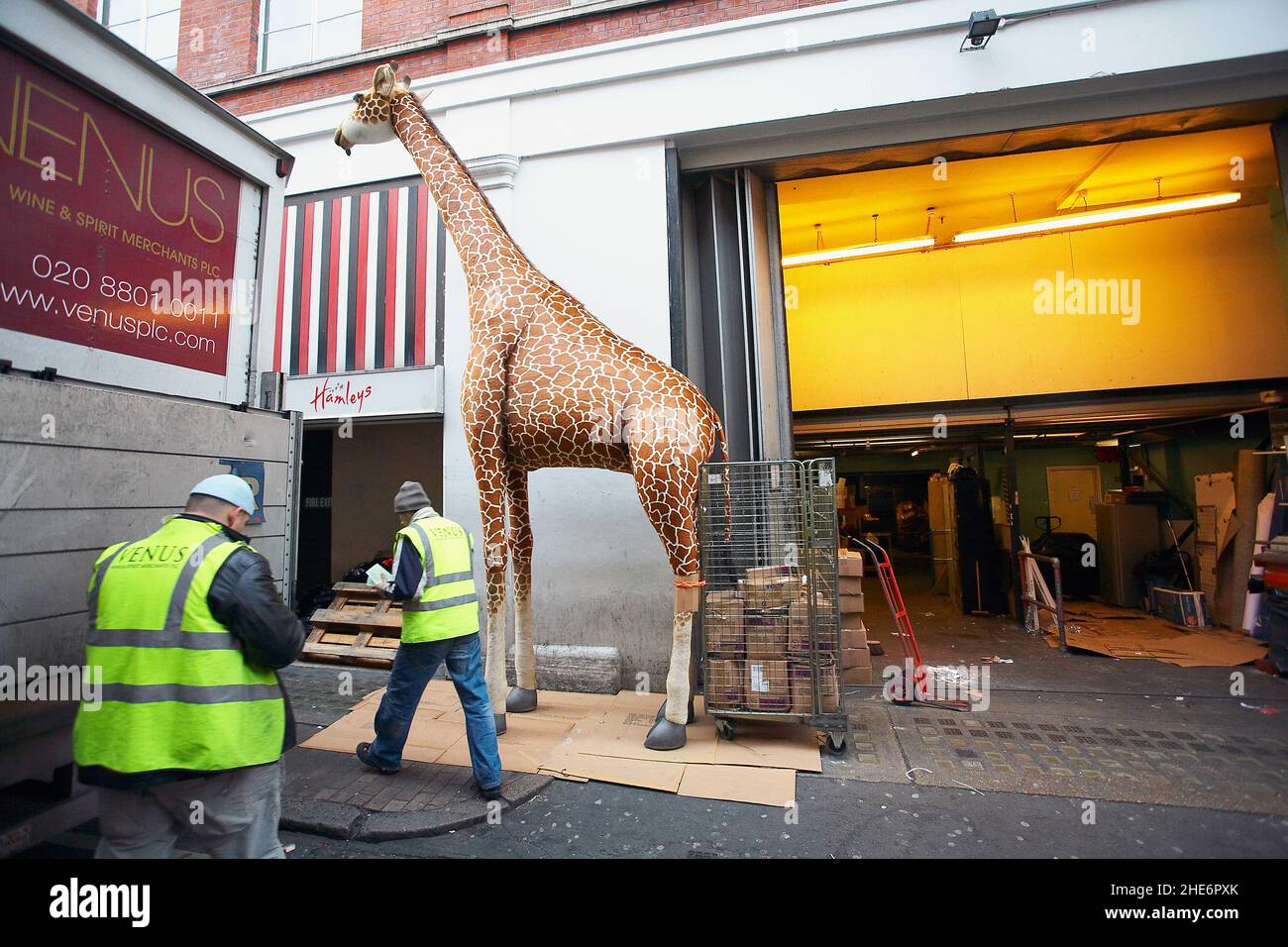 Two man deliver a life-size stuffed giraffe at the toy store Hamleys in London , United Kingdom. Stock Photo