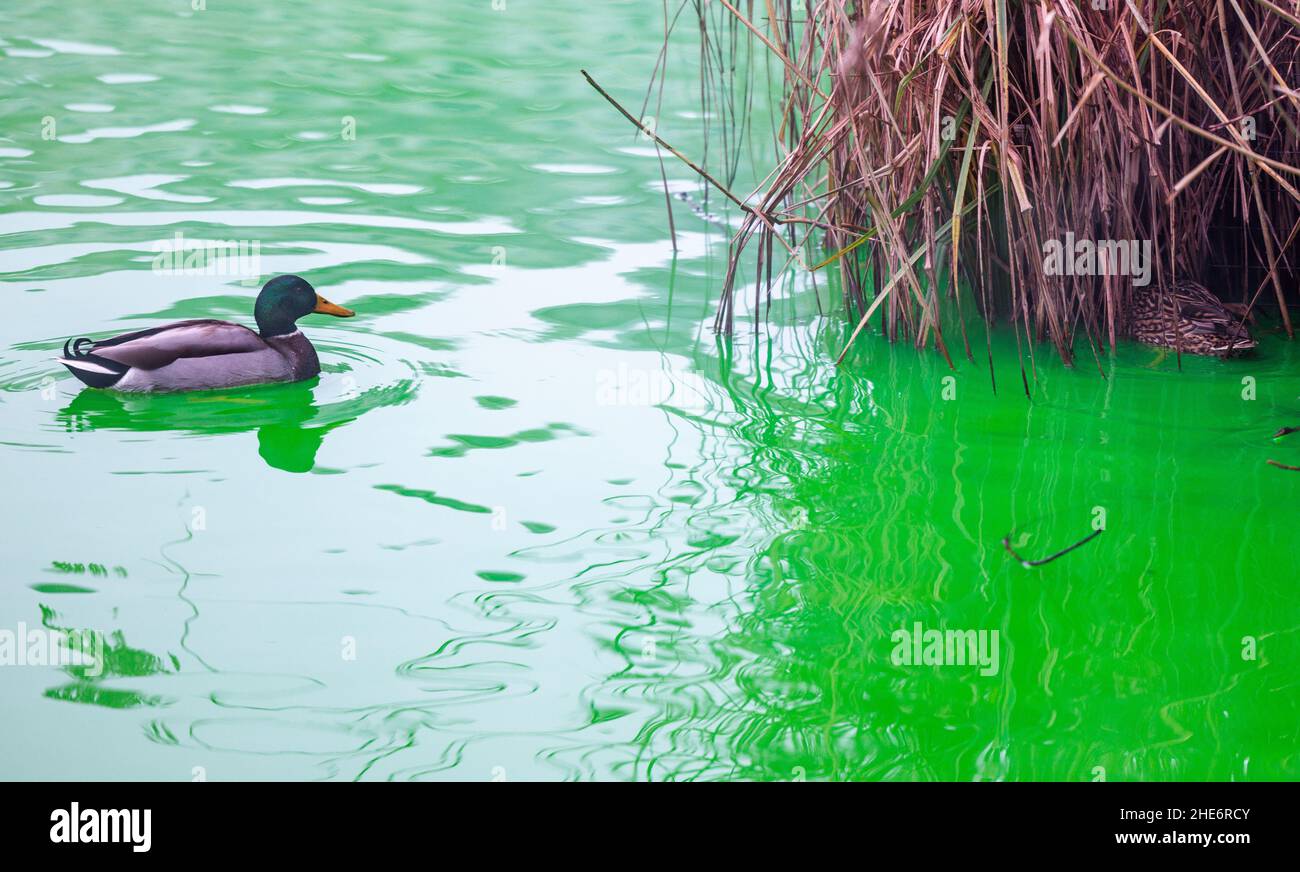 Kiel, Germany. 09th Jan, 2022. A pair of ducks swims on the green colored water of the 'Kleiner Kiel'. The body of water in the city center, which belongs to the Kiel Fjord, is colored green by the inflow of water from a broken pipe in the district heating pipeline. According to the municipal utility, the green dye in the district heating water is harmless to the environment and health. Credit: Axel Heimken/dpa/Alamy Live News Stock Photo