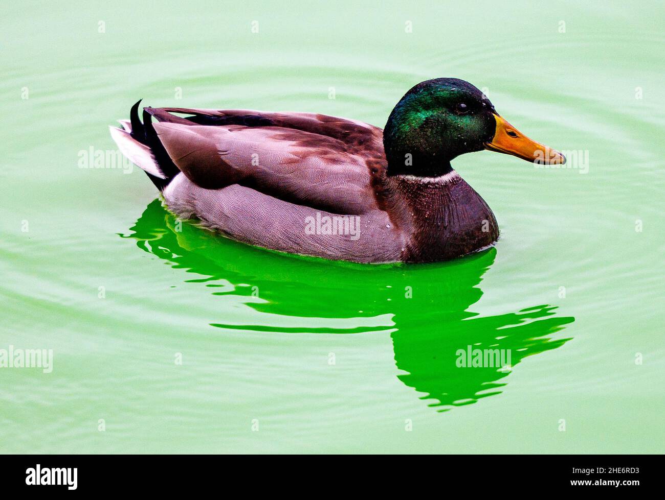 Kiel, Germany. 09th Jan, 2022. A duck swims on the green colored water of the 'Kleiner Kiel'. The body of water in the city center, which belongs to the Kiel Fjord, is colored green by the inflow of water from a broken pipe in the district heating pipeline. According to the municipal utility, the green dye in the district heating water is harmless to the environment and health. Credit: Axel Heimken/dpa/Alamy Live News Stock Photo