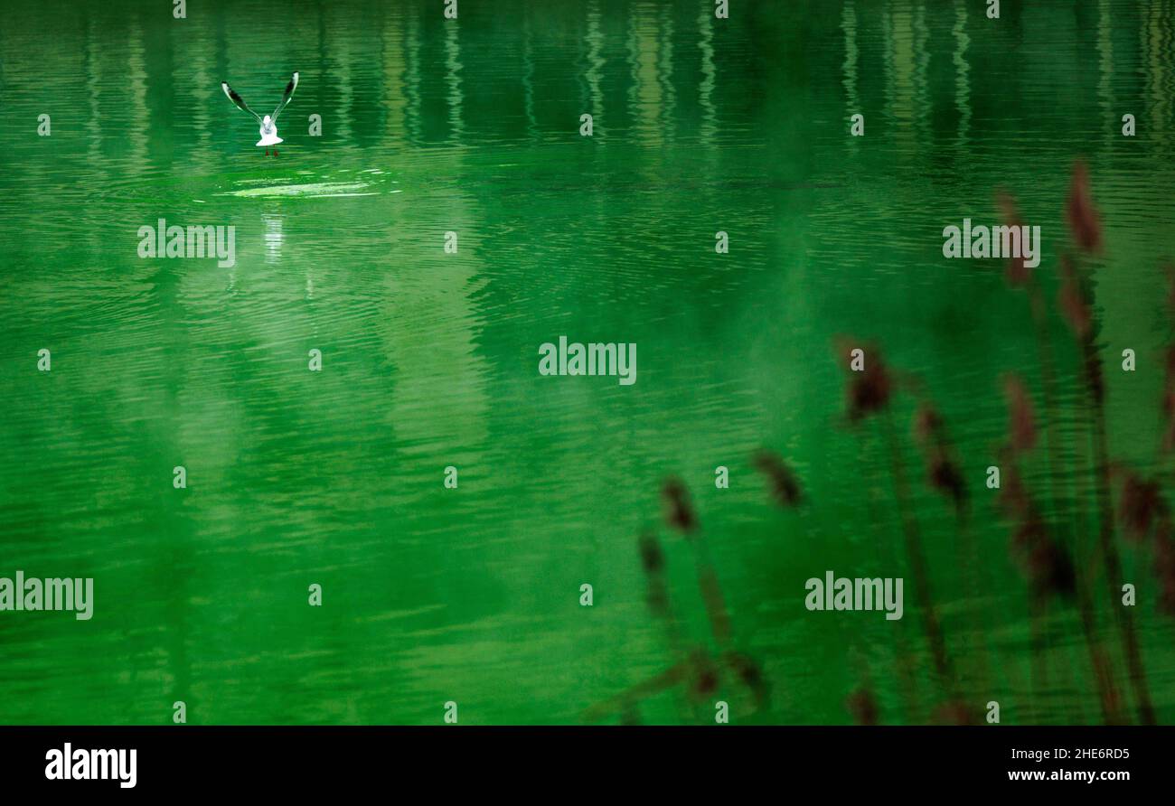 Kiel, Germany. 09th Jan, 2022. A seagull lands on the green colored water of the 'Kleiner Kiel'. The body of water in the city center, which belongs to the Kiel Fjord, is colored green by the inflow of water from a broken pipe in the district heating pipeline. According to the municipal utility, the green dye in the district heating water is harmless to the environment and health. Credit: Axel Heimken/dpa/Alamy Live News Stock Photo