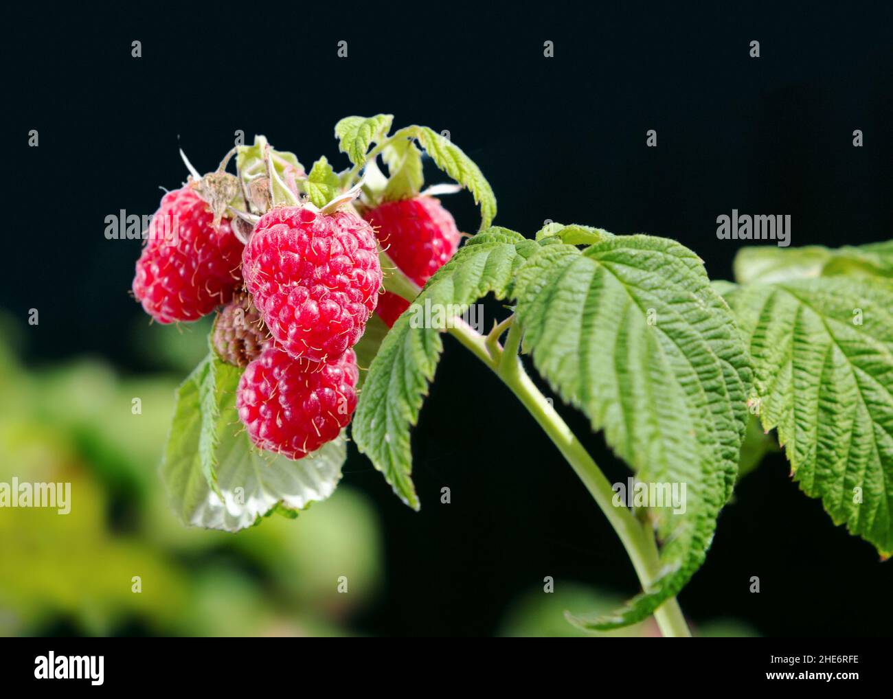 Branch of ripe raspberries. Red sweet berries growing on raspberry bush in fruit garden. Stock Photo