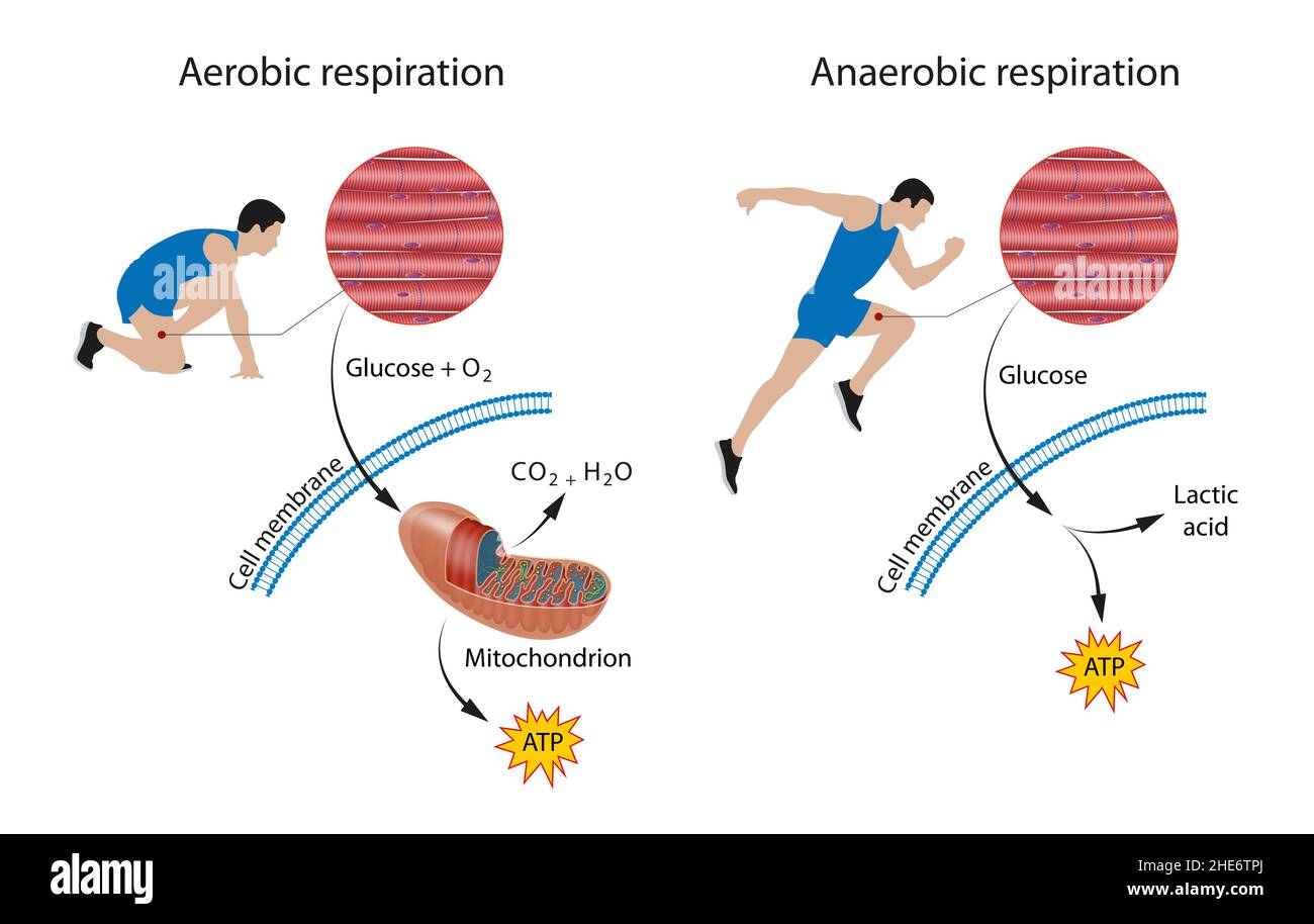 Cellular respiration: aerobic and anaerobic Stock Photo