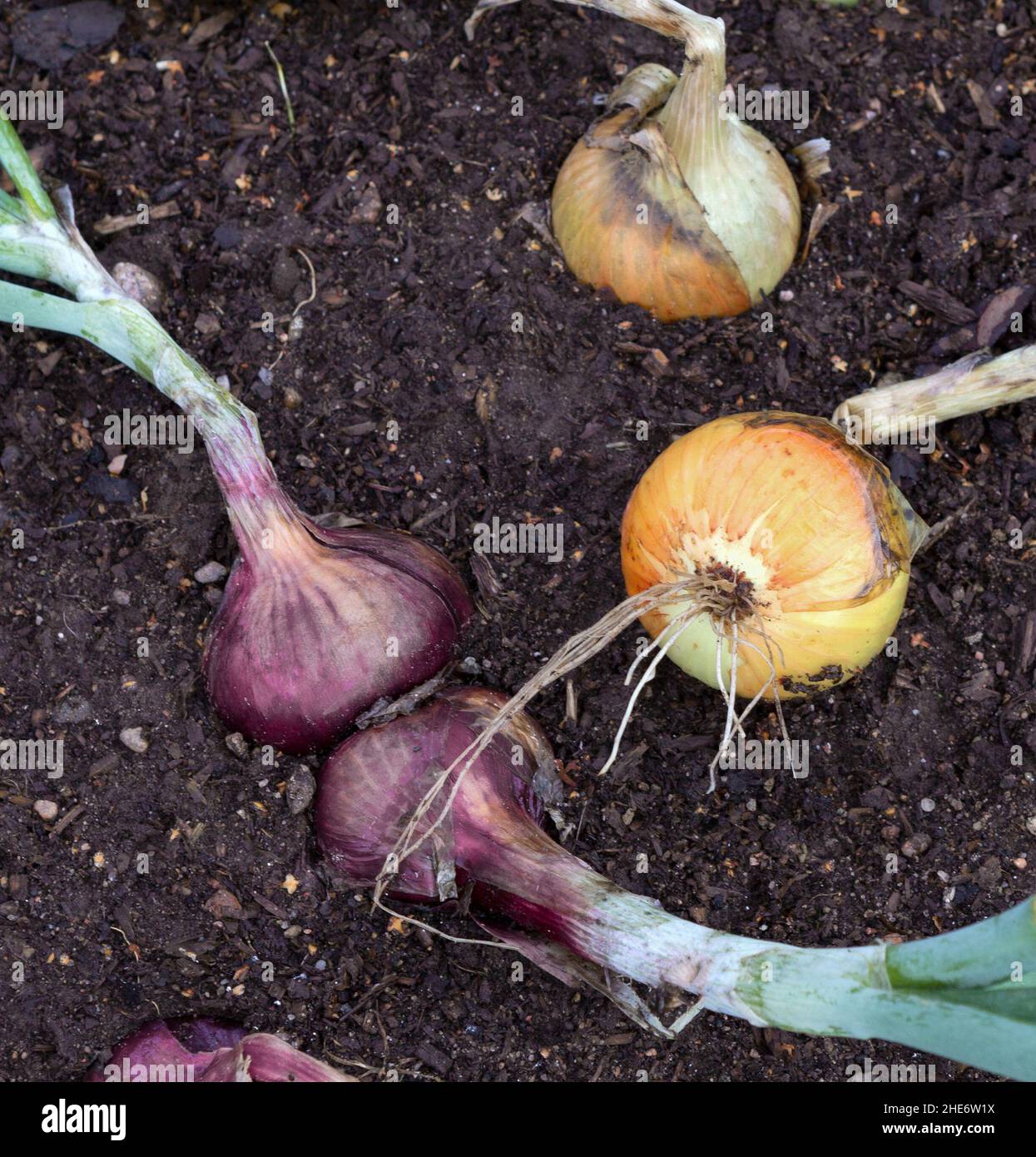 Crop of onions in field. Harvest of onion on the ground. Stock Photo