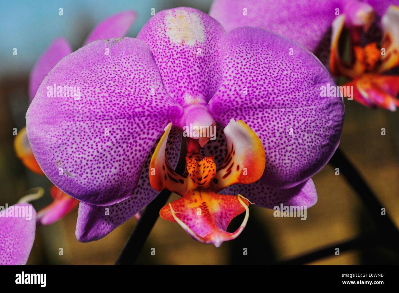 Macro shot of an enchanting Phalaenopsis violacea orchid flower Stock Photo