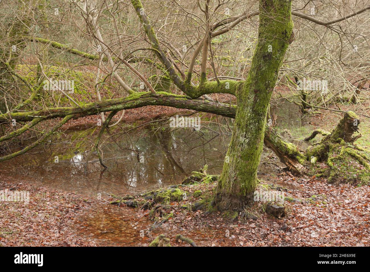 New forest flooding hi-res stock photography and images - Alamy