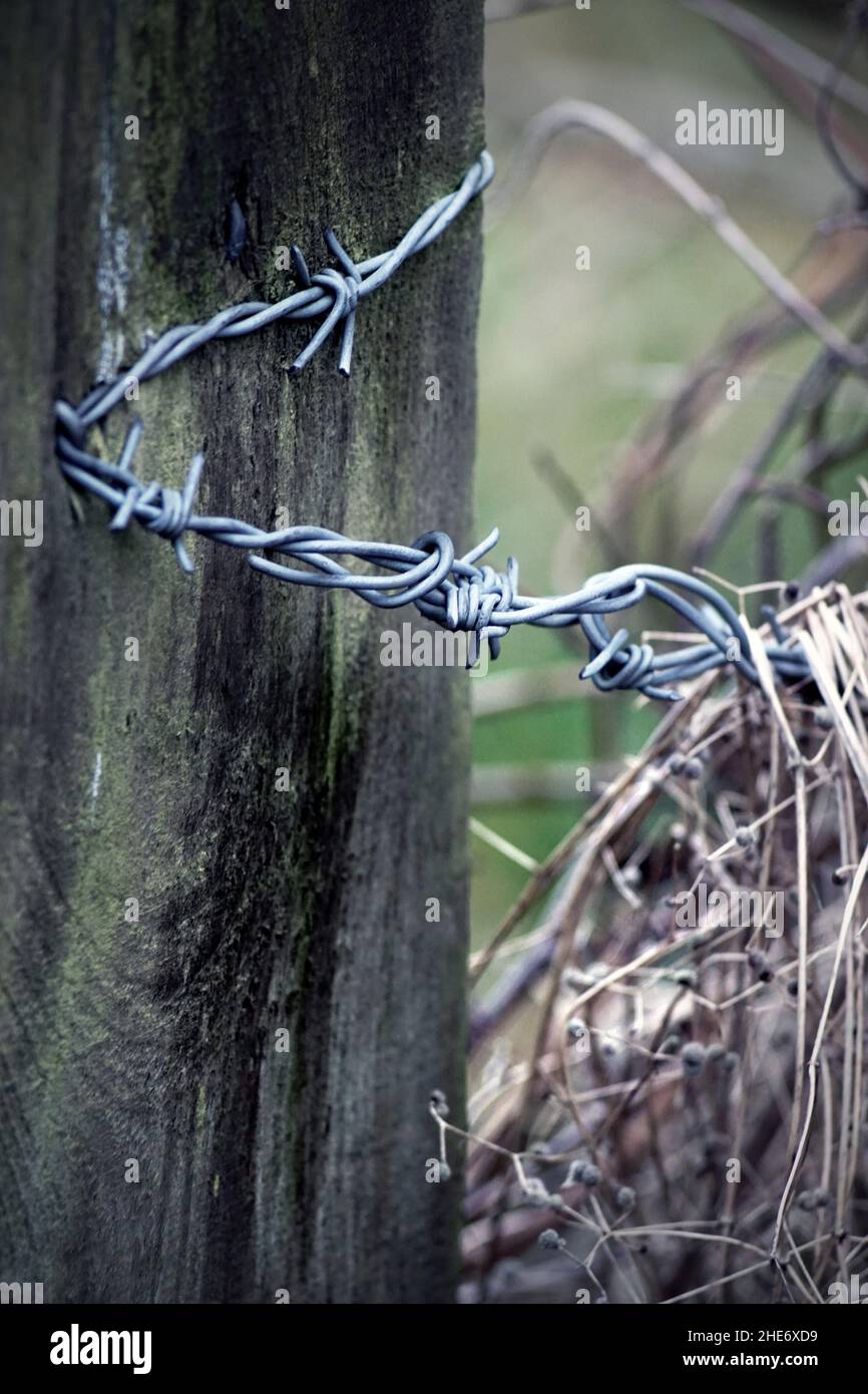galvanised barbed wire stapled on to  wooden farm gate post Stock Photo