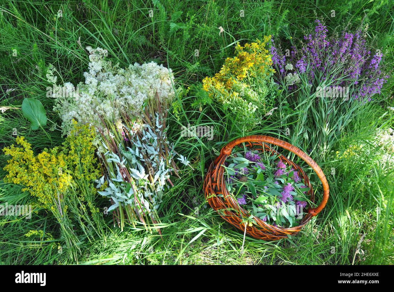 Gather Herbs. Herbal Plants. Hypericum perforatum, yellow bedstraw, St John's wort, Galium verum, Red Clowers ,  Filipendula ulmaria, meadowsweet is c Stock Photo