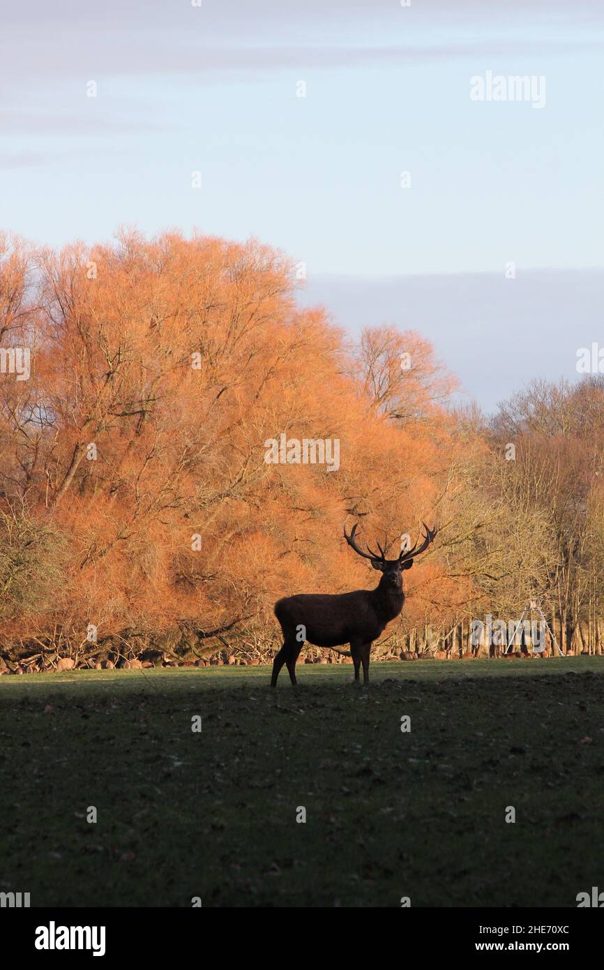 Deer park leeds christmas menu