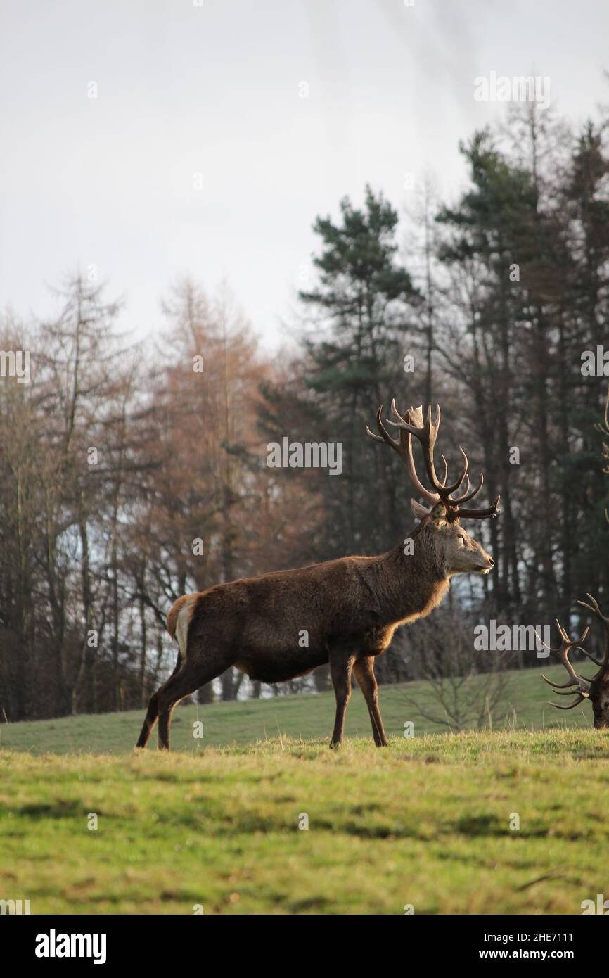 Deer park leeds christmas menu