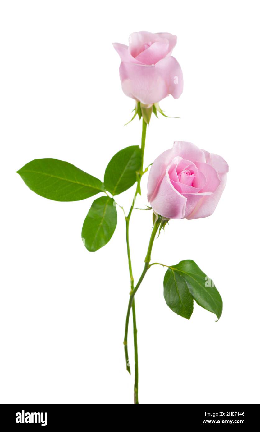 pink roses flowers isolated on white background Stock Photo - Alamy