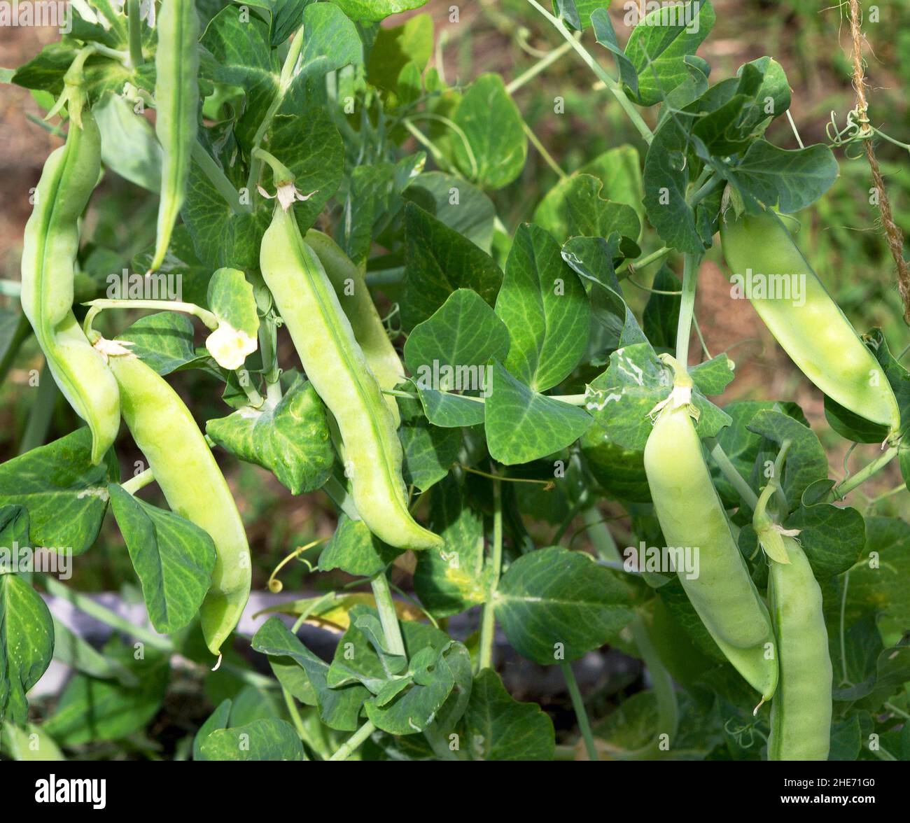 Peas plant growing on the farm. Pods of young green peas. Sweet Pea (pisum sativum). Stock Photo