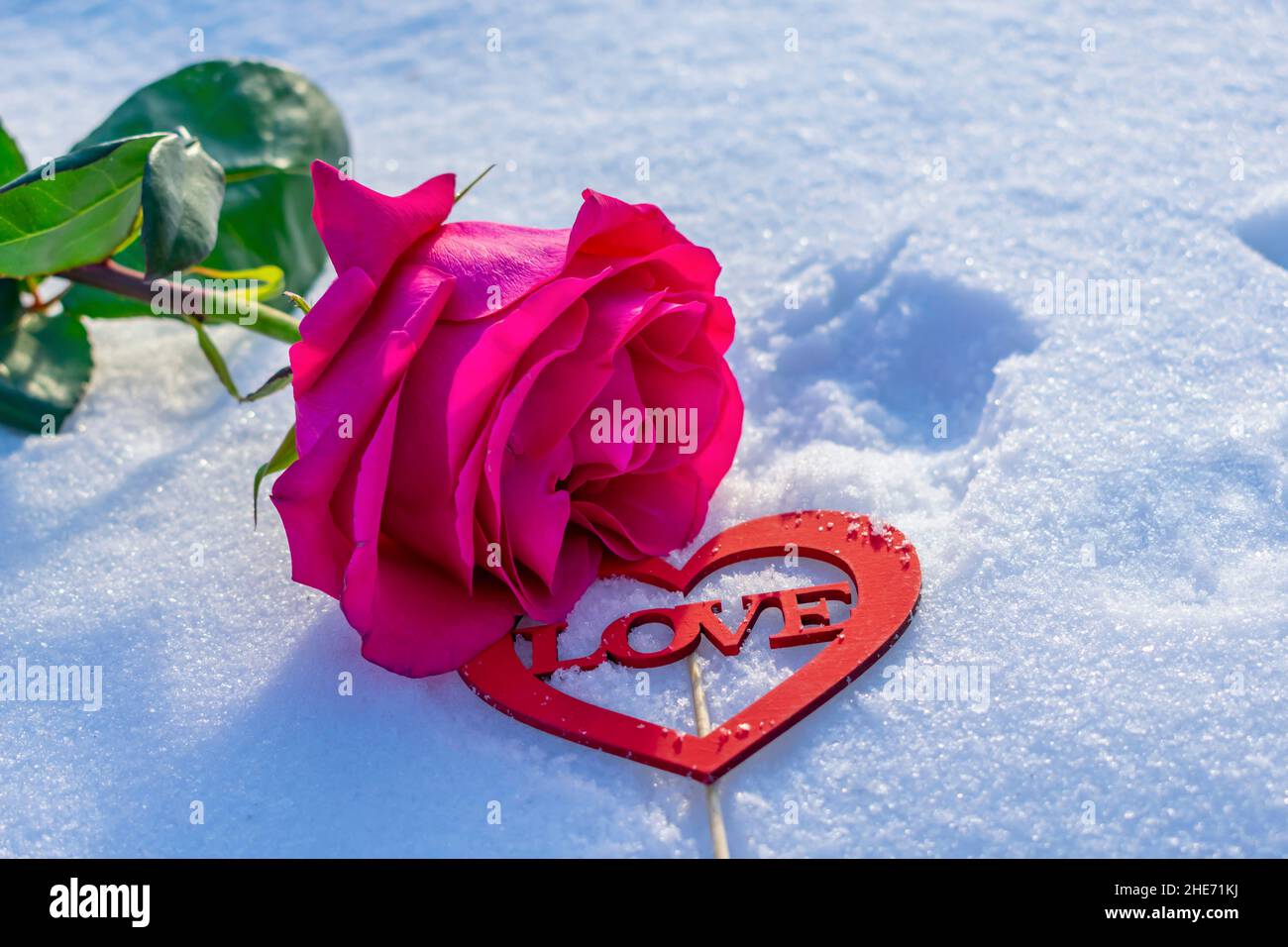 A lush tender rose lies in the snow. Declaration of love on Valentine's