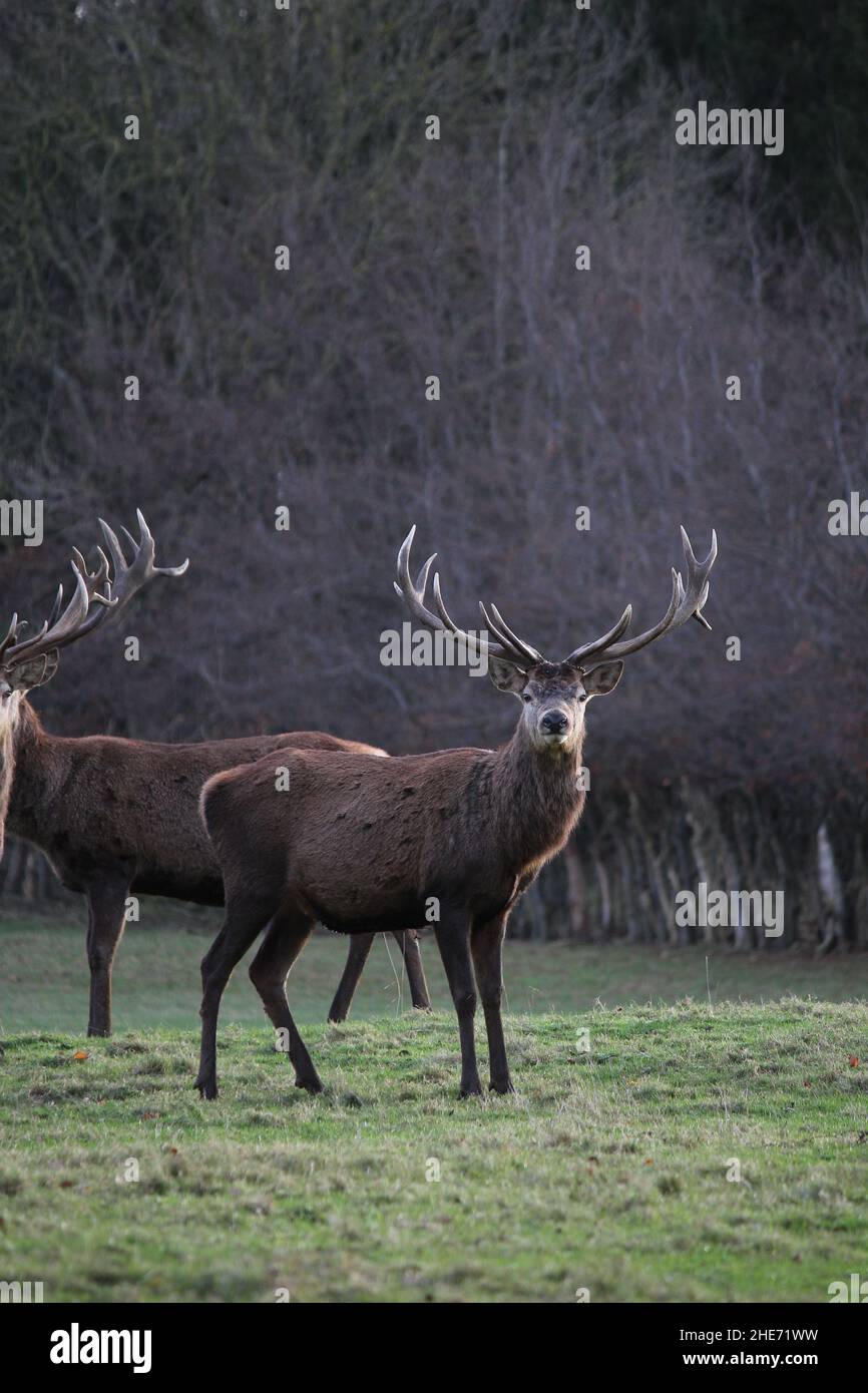 Deer park leeds christmas menu