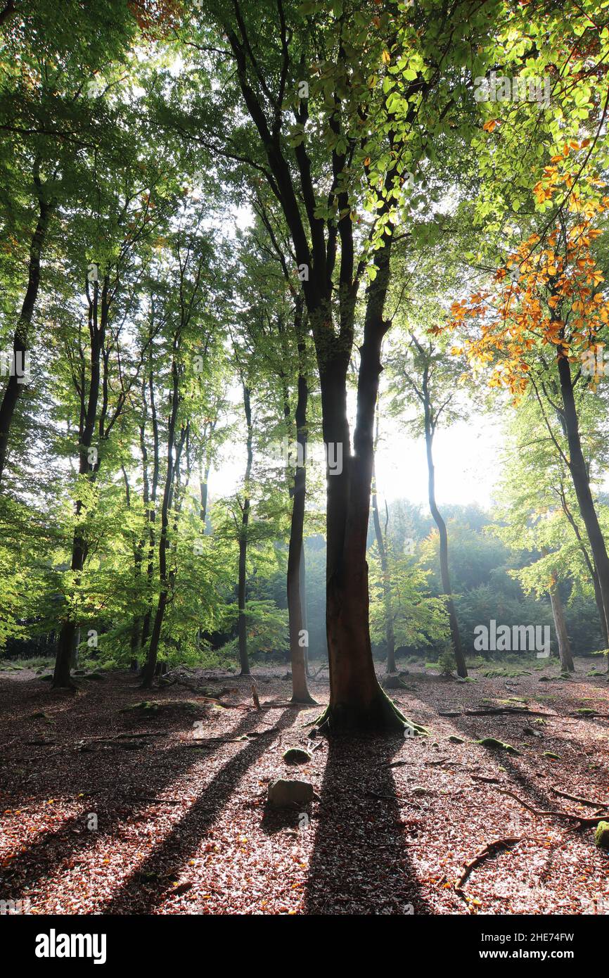 Autumn morning in a beech forest Stock Photo